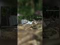 earthquake live detector! seismic waves #shorts #science