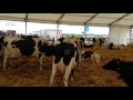 From robotic milking to farmhouse ice-cream at Balmoral Show