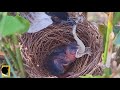 TOP MOMENTS OF BABY BIRD STRUGGLE WITH ITS LARGE FOOD