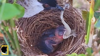 THE STRUGGLE OF A BABY BIRD TRYING TO SWALLOW A SUPER LARGE LICK