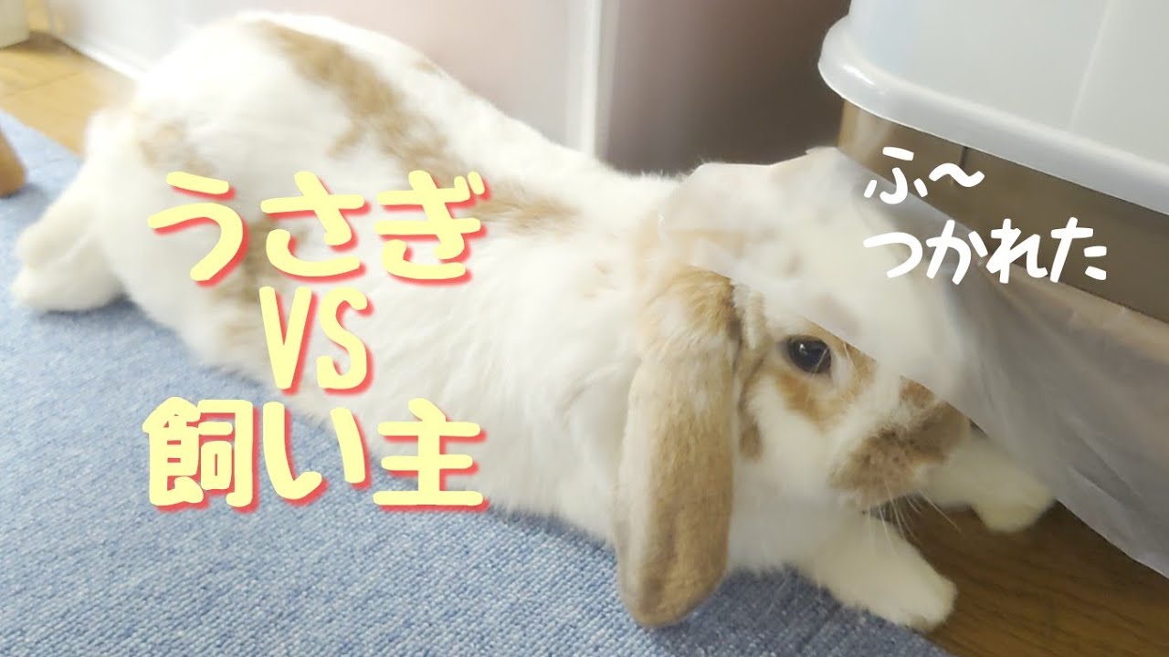 うさぎ 抱っこ嫌いなうさぎvs抱っこしたい飼い主 抱っこ練習１日目 147 Rabbit Not At Holding Vs Owner Who Wants To Hold A Rabbit Youtube