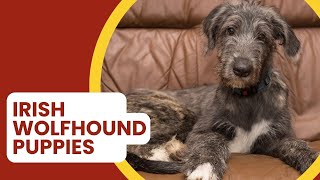 Where to Find Irish Wolfhound Puppies for Sale by All About Mixed Breed  197 views 1 month ago 2 minutes, 12 seconds