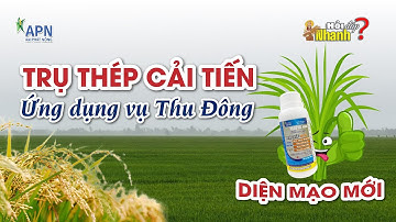 APN - TRỤ THÉP CẢI TIẾN DIỆN MẠO MỚI VÀ NHỮNG ỨNG DỤNG CHO VỤ THU ĐÔNG 2024