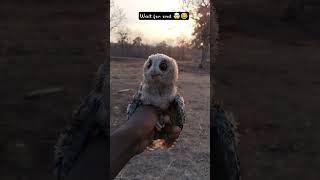 #parrot #owl #parrotlover #owllovers #ytshorts #cute #bards #nature