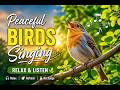 Wake Up Happy! Beautiful Birds Singing in Nature!