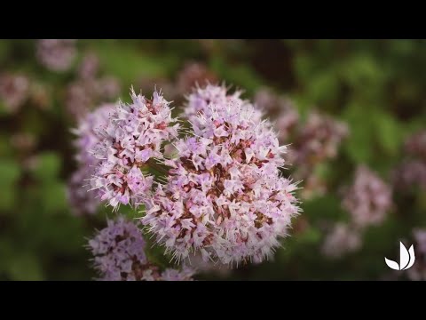 Vidéo: 9 Raisons De Cultiver De L'origan Dans Votre Jardin