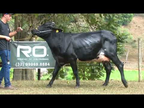 LOTE 51   FAMÍLIAS   3887BJ