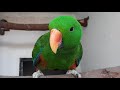 EXOTIC and LOCAL Birds Setup Visit||Natural Environment Beautiful and Healthy Bird Breeding Progress