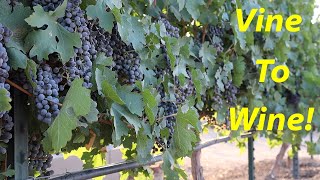 Growing & Making Cabernet Wine | Home Made Wine | Arizona Vineyard