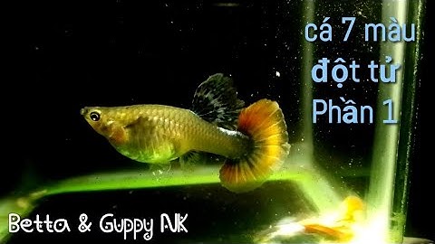 Cá 7 màu ( Guppy ) chết không rõ lí do vào mùa này  - Phần 1 xác định nguyên nhân