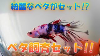 【ベタ】届いたその日から飼育できる！？ベタ飼育セット！！