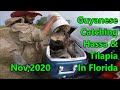 Guyanese Cast Net Fishing For Hassa And Tilapia In Florida