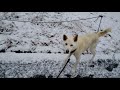 【雑種犬16歳】雪の中だと茶色が目立つようになってきた老犬 初雪が降った朝の散歩