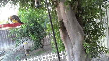 Experimenting with Raspberry Pi Video