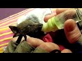 Orphaned flying-fox baby is inconsolable;  this is Pussy's Bow