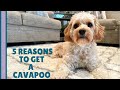 5 REAL Reasons You Should Get a Cavapoo 🐶 | What You Need to Know