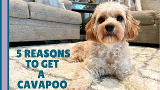 5 REAL Reasons You Should Get a Cavapoo  | What You Need to Know