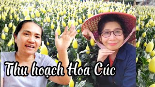 Vlog 475 : Cuộc sống Đà lạt : " Một ngày thu hoạch Hoa Cúc " của chủ nhà lồng .