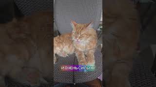 Кошка с аллергией на шерсть. #cat #mainecoon #usa #u4u #ukraine #ukrainian  #коты #мейнкун