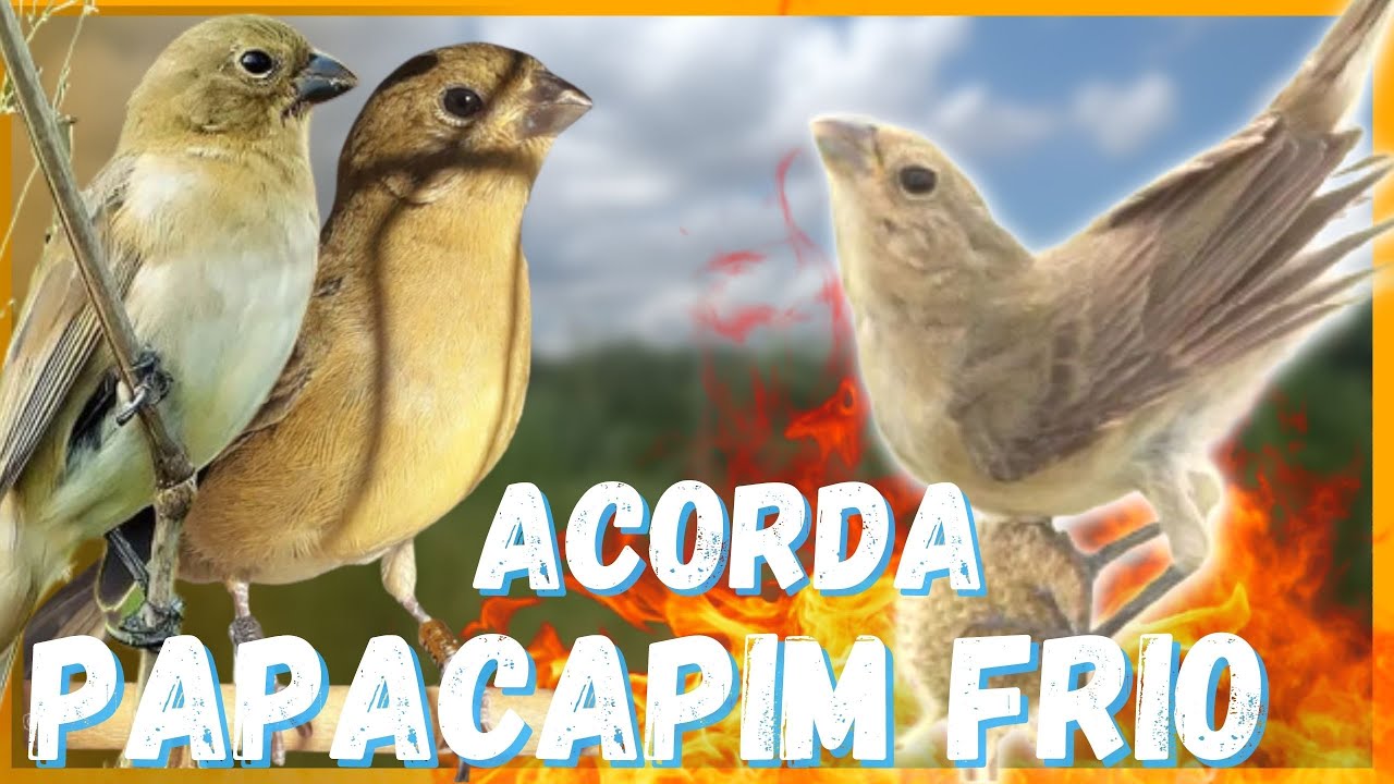 Fêmea de Papa capim Chamando para foguear e Esquentar papacapim