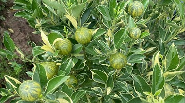 HOT! 45k/CÂY - Tắc Cẩm Thạch (Hạnh Cẩm Thạch) - CÂY GIÁ TRỊ CAO NÊN SƯU TẦM - 0345 34 14 25