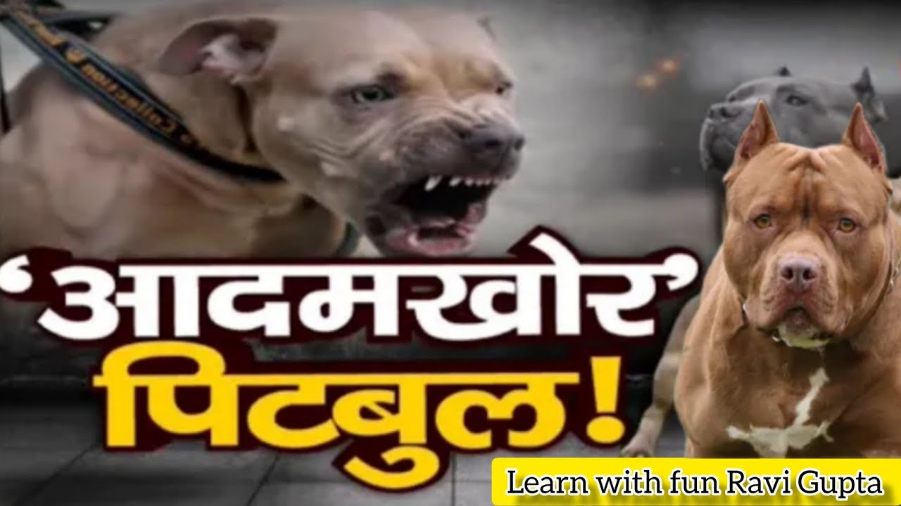 PITBULL DOG LUCKNOW NEWS SUSHILA TRIPATHI YouTube