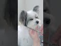 お耳の毛をバッサリ切ると。。。 #shorts