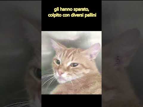 Video Pongo, un Gatto amato di quartiere, sparato e ucciso