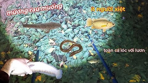 Xiệt Mương Lâu Năm Không Ai Xiệt Trúng Toàn Cá Lóc Bự Với Lươn|kích Cá miền tây