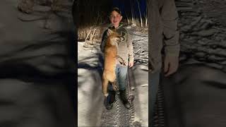 3rd fox of the year 👍🏻 #MinnesotaTrapper