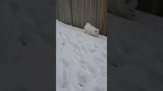 Samoyed puppy's first snow day