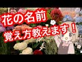 花の名前が覚えられない方へ〜僕はこうやって覚えました〜