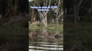 Download Lagu When sleeping in weekends. Hipposnooring #calmdown #funny #meme #sleeping #true MP3 Download Lagu When sleeping in weekends. Hipposnooring #calmdown #funny #meme #sleeping #true MP3