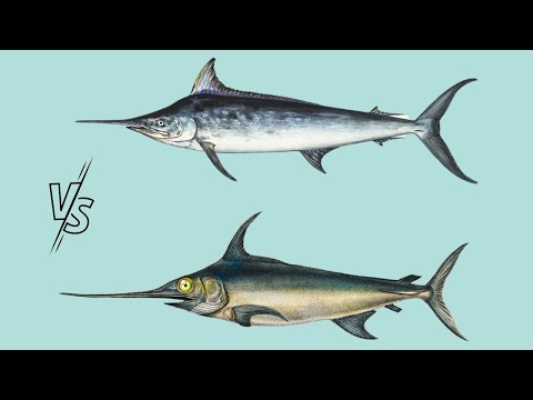 Video: Vad är skillnaden mellan en marlin och en svärdfisk?