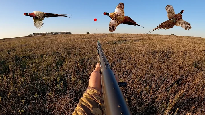 Pheasant Hunting Opening Day in South Dakota! (CAT...