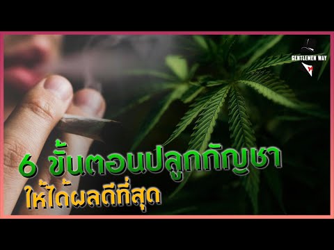 Gentlemen Lifestyle : 6 ขั้นตอนการปลูกกัญชาให้ได้ผลดีที่สุด ต้อนรับกัญชาเสรี