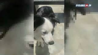 Σκύλος - φαινόμενο στη Μύκονο!