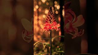 लाल मशाल | Red Crocosmia Bokeh 🌺 #shorts #nature