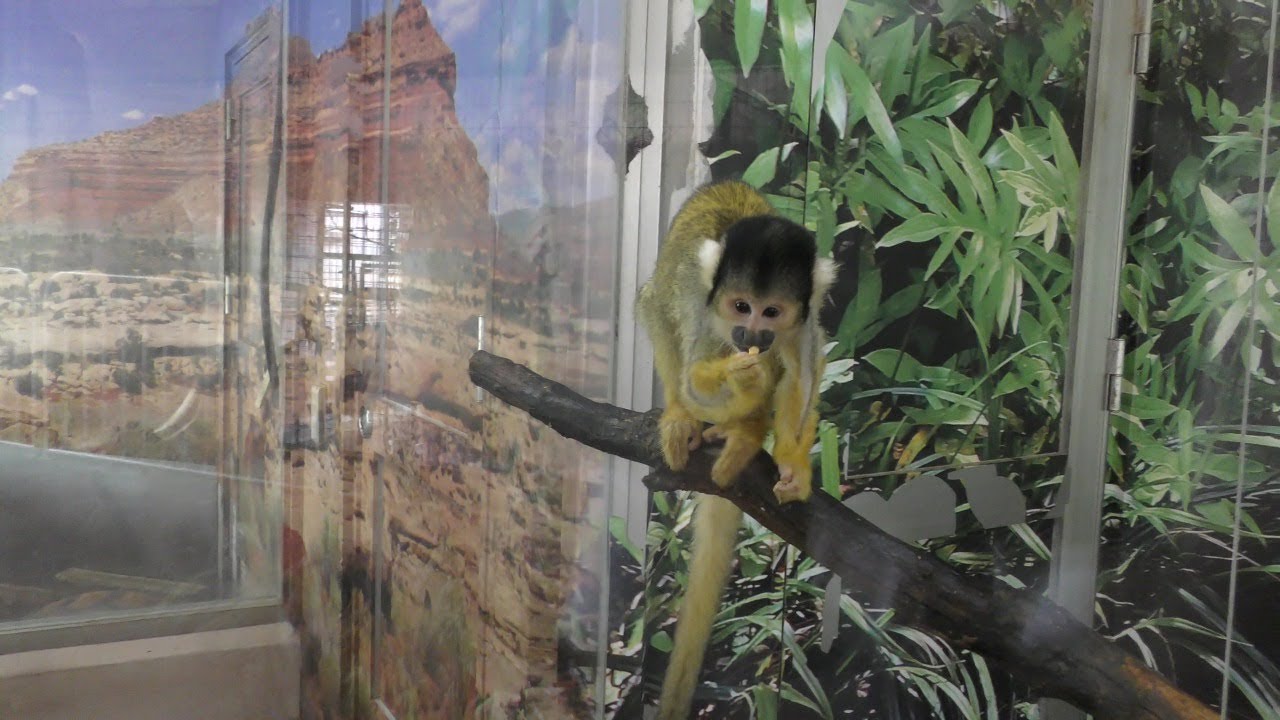 ボリビアリスザル Black Headed Squirrel Monkey アドベンチャーワールド Adventure World Shirahama Wakayama Japan Youtube