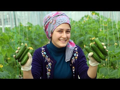 Video: Kışın Pencere Kenarında Salatalık Yetiştiriciliği, Hangi çeşitlerin Kullanılması (videolu)