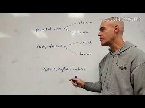 The Spinal Curvatures