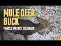 Mule Deer Buck in Pagosa Springs, Colorado