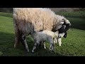 Farming life episode 96: Lambing is in full swing