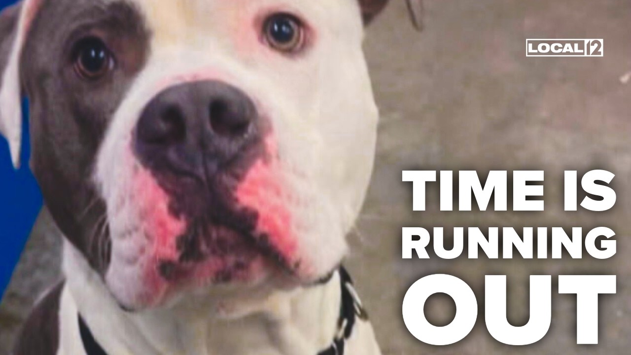 Greater Cincinnati shelter says dog likely to face euthanasia after failed behavior test