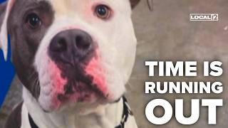 Greater Cincinnati shelter says dog likely to face euthanasia after failed behavior test