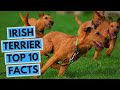 Irish Terrier - TOP 10 Interesting Facts の動画、YouTube動画。