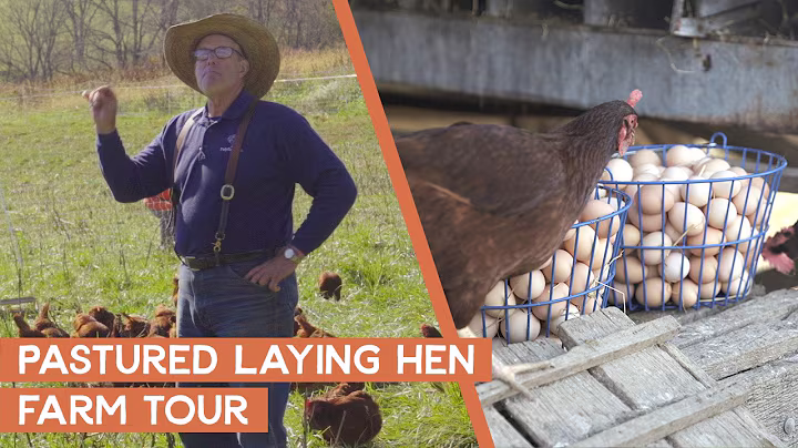 Tour Joel Salatin's Pastured Laying Hen Farm | Polyface Farms