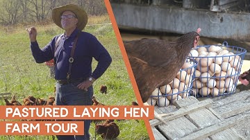 Bezoek de weidelegkippenboerderij van Joel Salatin | Polyface Farms