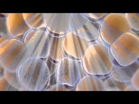 GDS დილა - \"მედი\