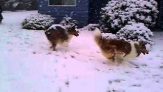 Dogs & Snow Part 2 by Angela Nolet 27 views 12 years ago 57 seconds